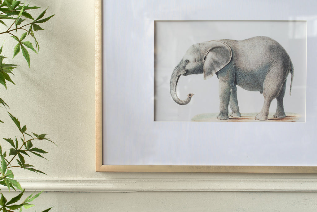 Elephant Pencil Drawings Wall Art Set with Glass Frames - Gray