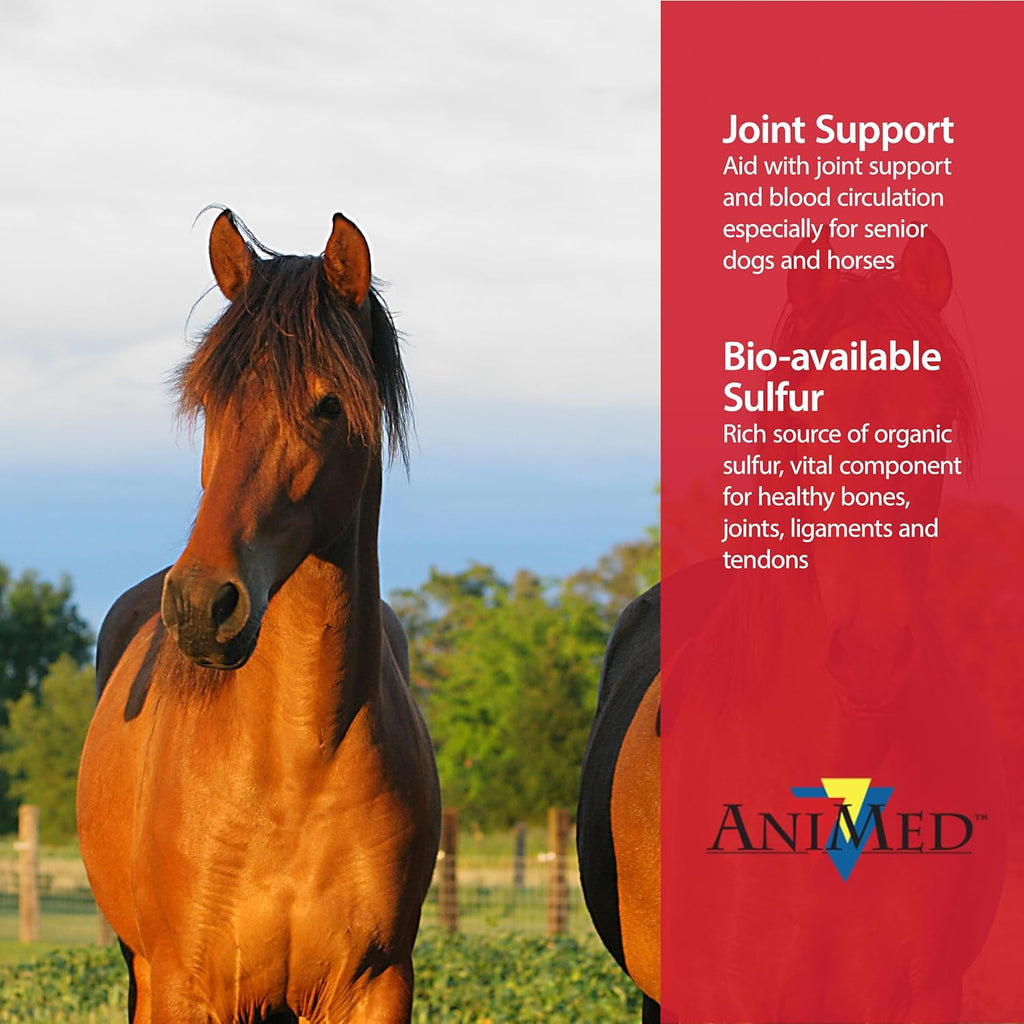 AniMed Pure MSM Horse Joint Supplement Horse Care Support USA Made 5lb.