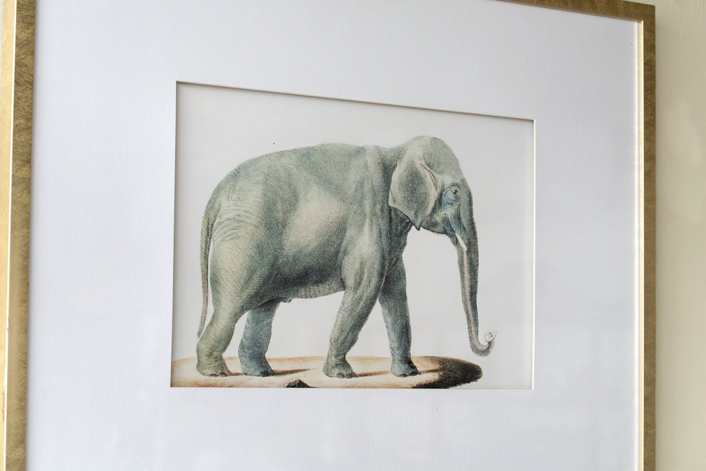 Elephant Pencil Drawings Wall Art Set with Glass Frames - Gray
