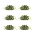 Spring Boxwood Foliage Half Orb (Set of 6)