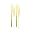 Cream Pampas Gass Stem (Set of 4)