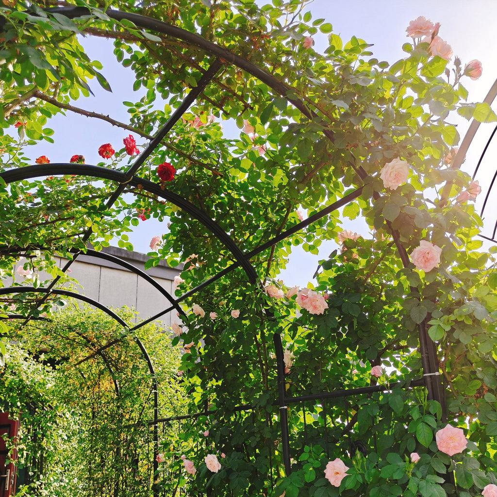 Metal Garden Arch with Two Plant Stands – Iron Trellis for Climbing Plants
