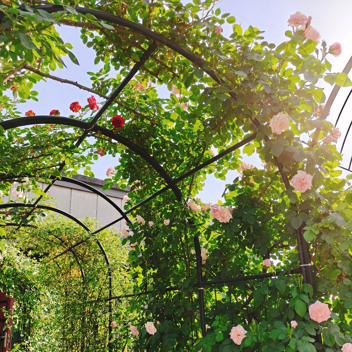 Metal Garden Arch with Two Plant Stands – Iron Trellis for Climbing Plants