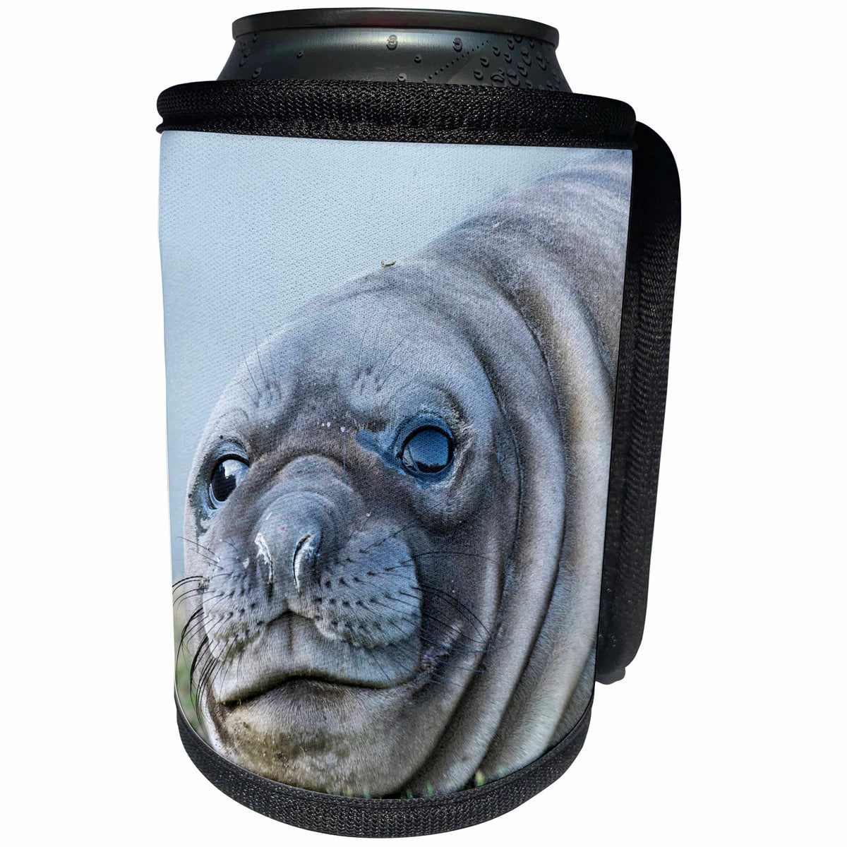 3dRose Southern elephant seal weaned pup on beach. - Can Cooler Bottle Wrap (cc_329379)