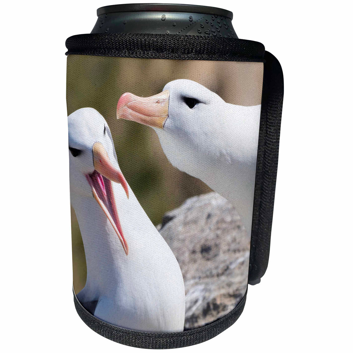 3dRose Black-browed albatross, typical courtship and greeting... - Can Cooler Bottle Wrap (cc_330859)