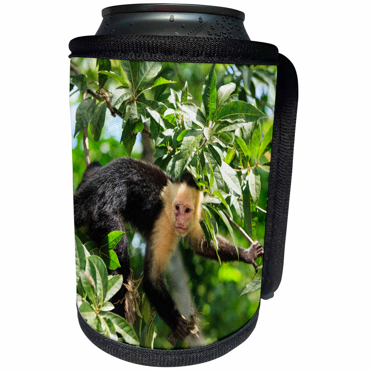 3dRose White-faced Capuchin Monkey. Roatan, Bay Islands,... - Can Cooler Bottle Wrap (cc_330863)