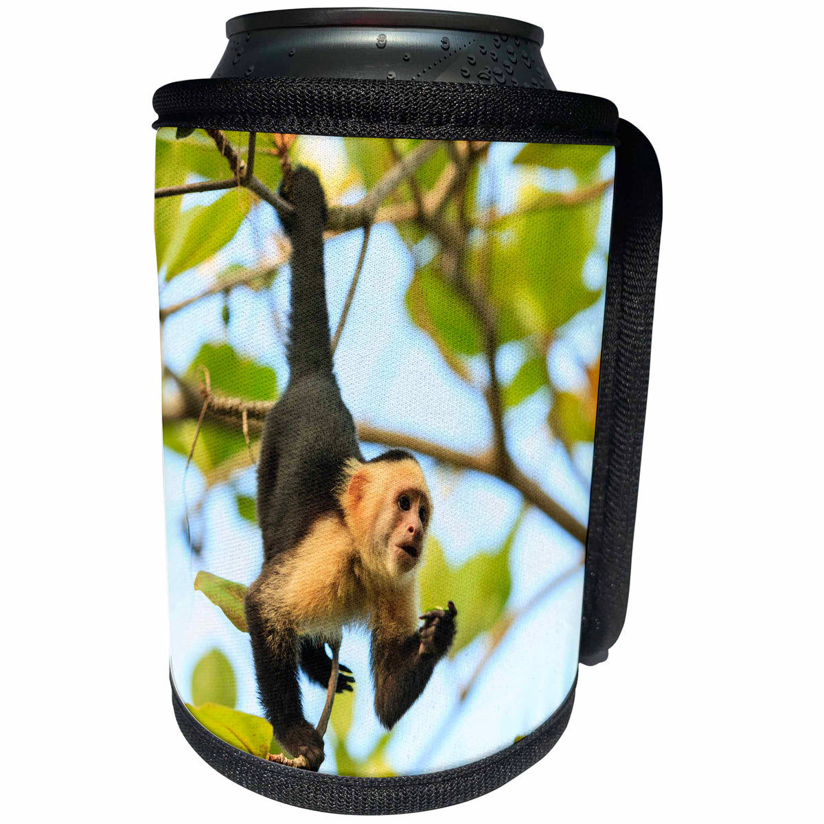 3dRose White-faced Capuchin Monkey. Roatan, Bay Islands,... - Can Cooler Bottle Wrap (cc_330865)