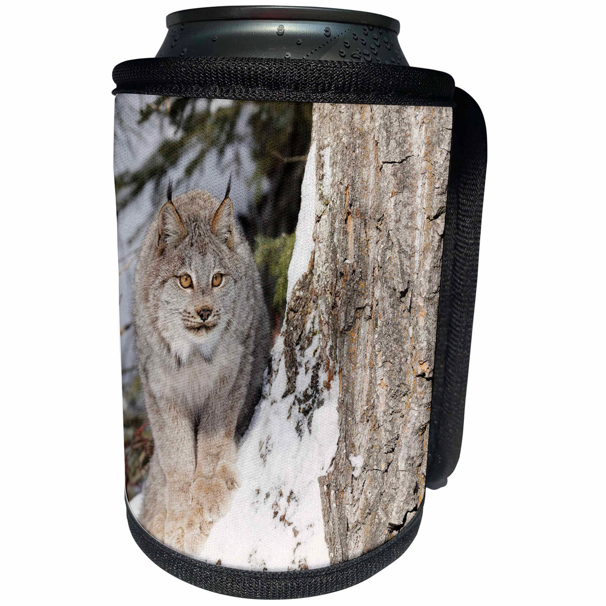 3dRose Danita Delimont - Animals - Canada lynx in winter - Can Cooler Bottle Wrap (cc_345222)