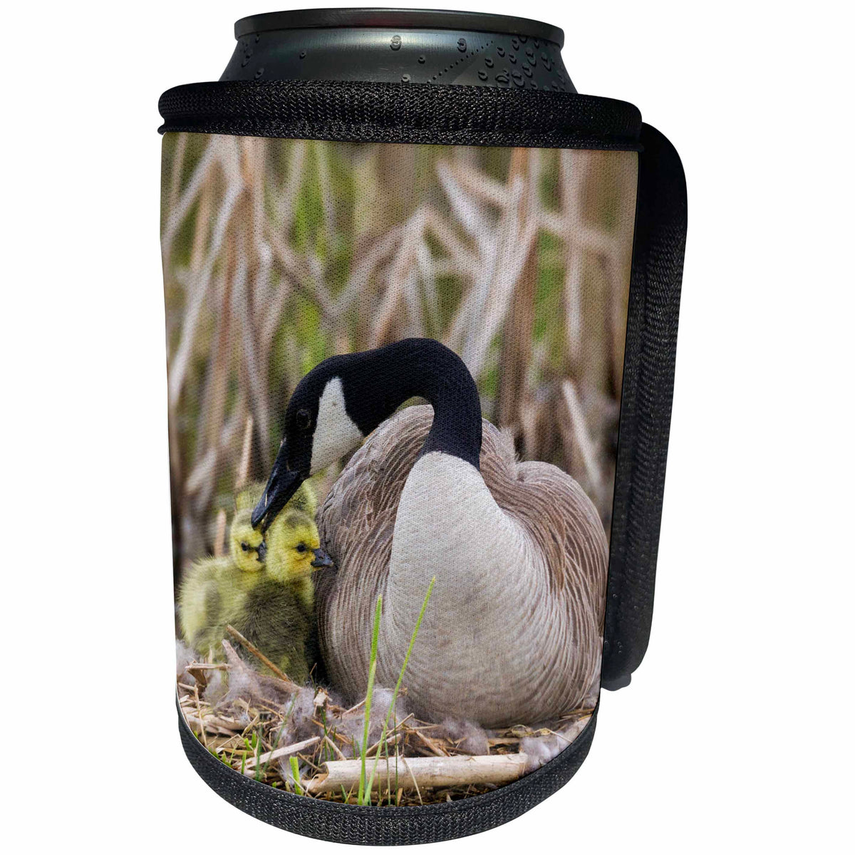 3dRose Canada goose tending newly hatched goslings. - Can Cooler Bottle Wrap (cc_345430)