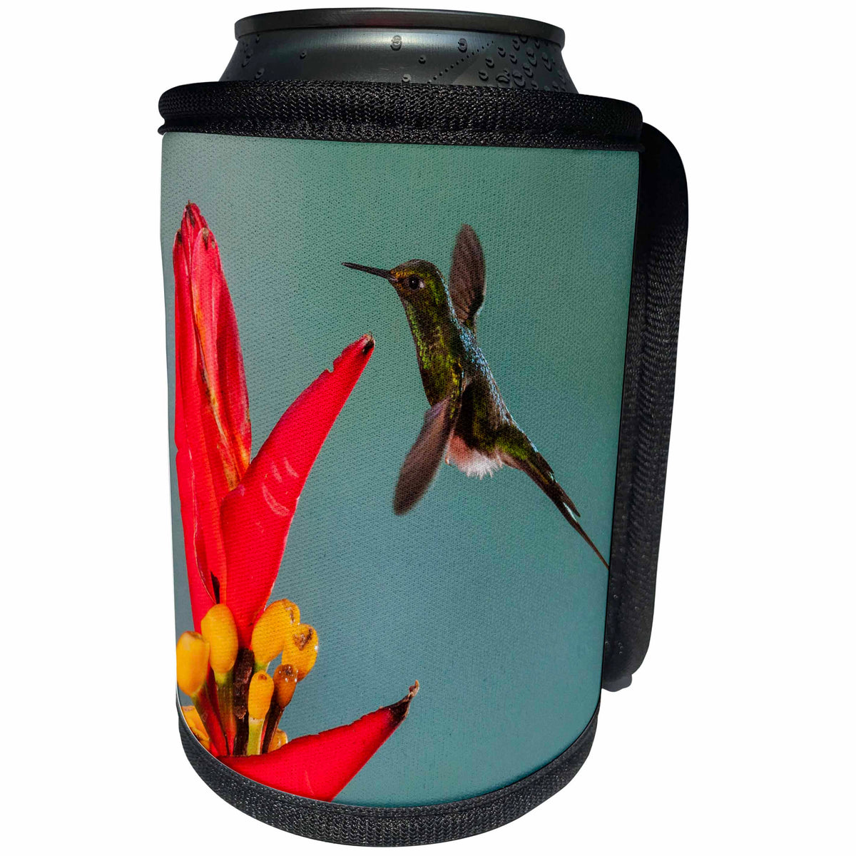 3dRose Booted racket-tail hummingbird. - Can Cooler Bottle Wrap (cc_345439)