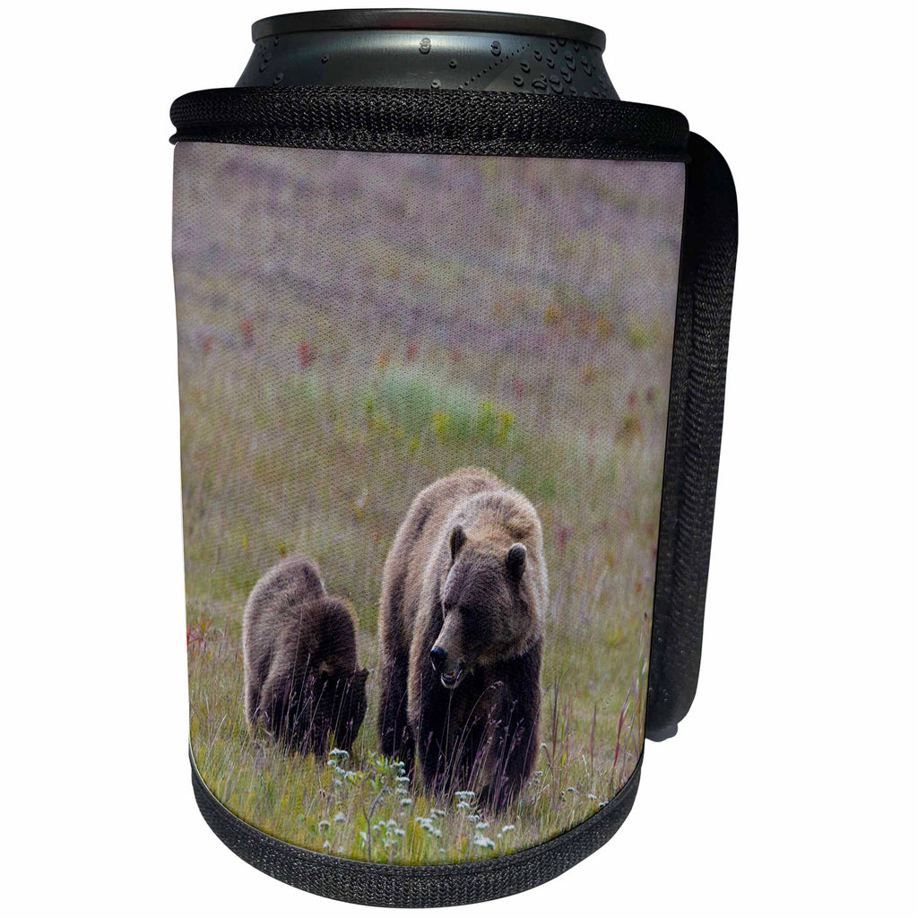 3dRose Canada, British Columbia, Grizzly and cub roadside on... - Can Cooler Bottle Wrap (cc-366389)