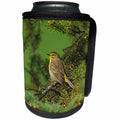 3dRose Canada, Manitoba, Winnipeg. Palm warbler bird in spruce... - Can Cooler Bottle Wrap (cc-366401)