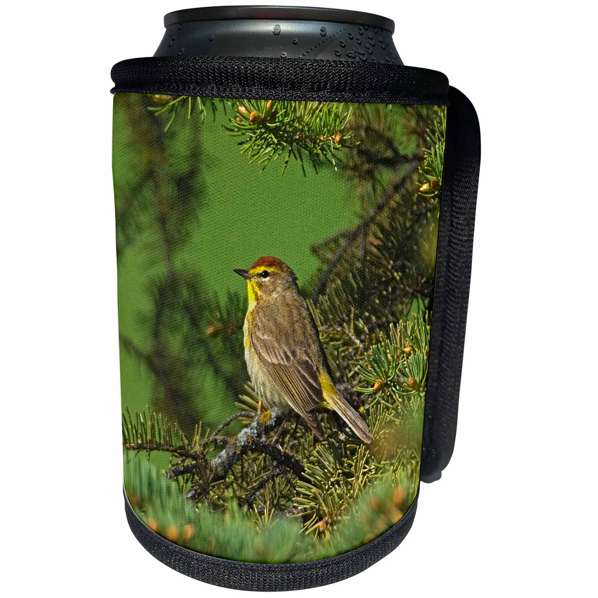 3dRose Canada, Manitoba, Winnipeg. Palm warbler bird in spruce... - Can Cooler Bottle Wrap (cc-366401)