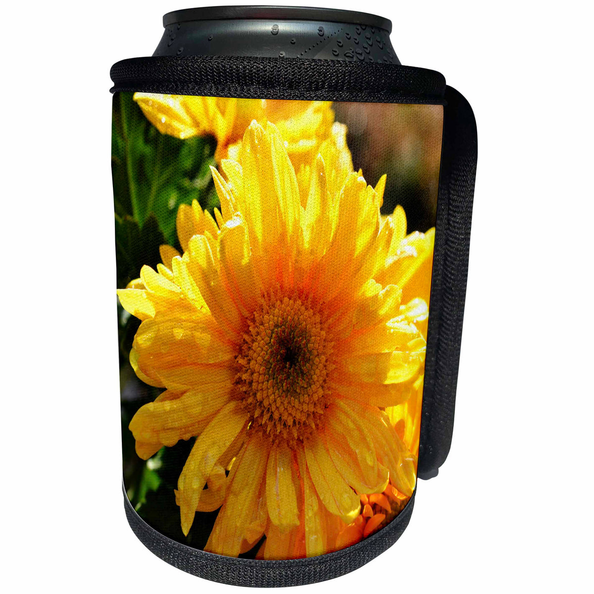3dRose WhiteOak Photography Floral Prints - Daisy with Sun Shining on it - Can Cooler Bottle Wrap (cc_36970)