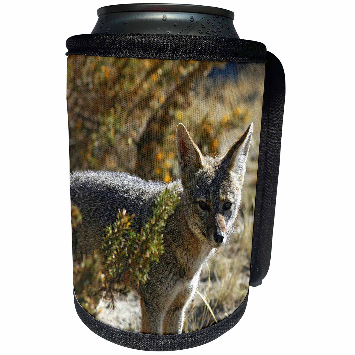 3dRose Kike Calvo Animals - Fox Peninsula Valdes Argentina - Can Cooler Bottle Wrap (cc_37637)