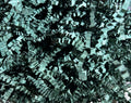 40 LB Dark Green Crinkle Paper