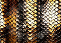 Dragonfly Crafts - Cobra Skin
