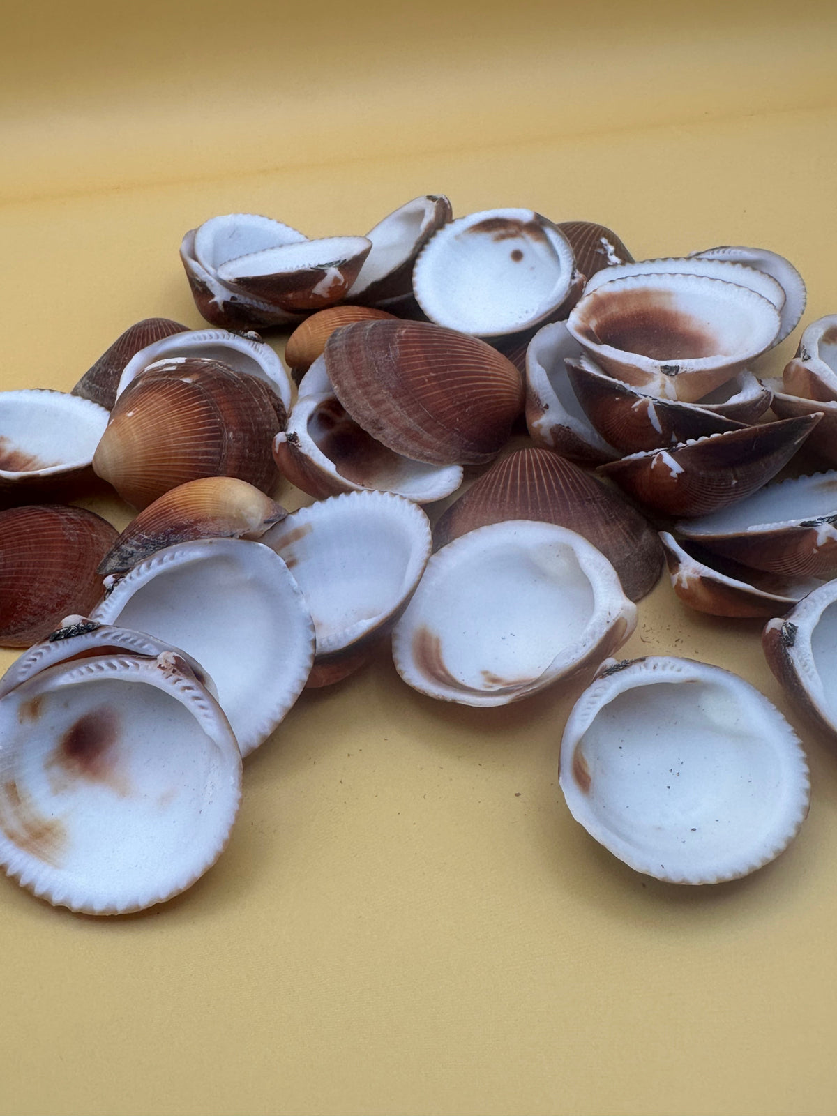 Brown Clam Shells- Craft Seashells