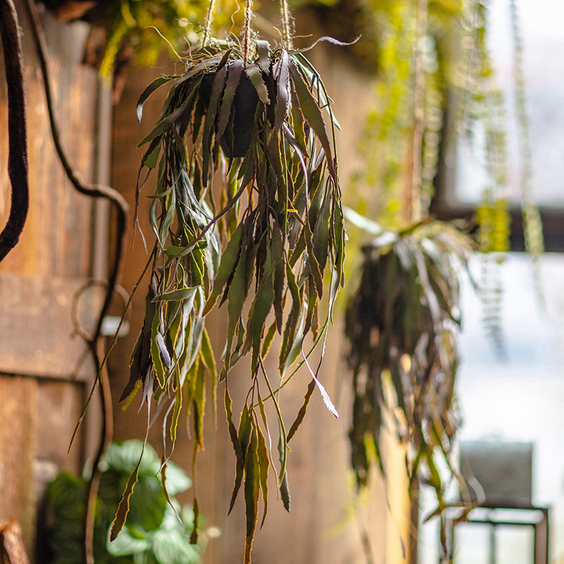 Artificial Faux Hanging Aloe Vera Plant