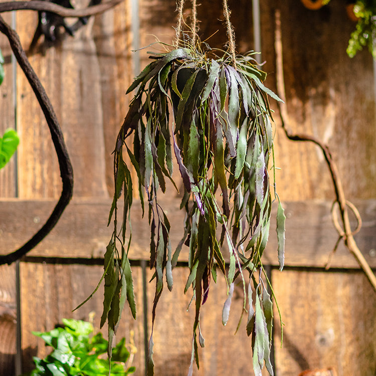Artificial Faux Hanging Aloe Vera Plant