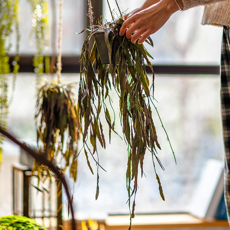 Artificial Faux Hanging Aloe Vera Plant