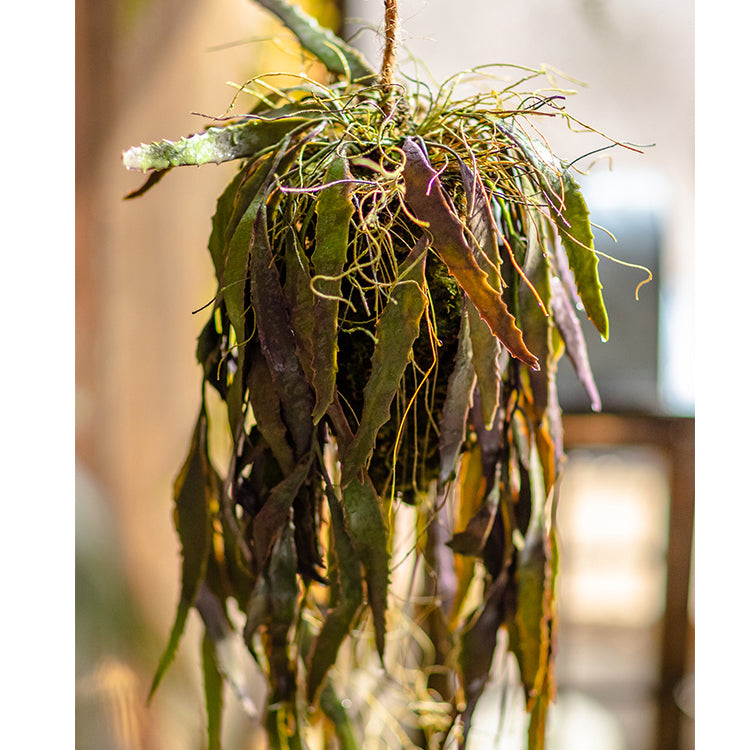 Artificial Faux Hanging Aloe Vera Plant