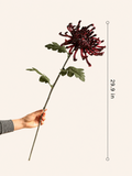 Heirloom Spider Chrysanthemum Stem – 29.9"