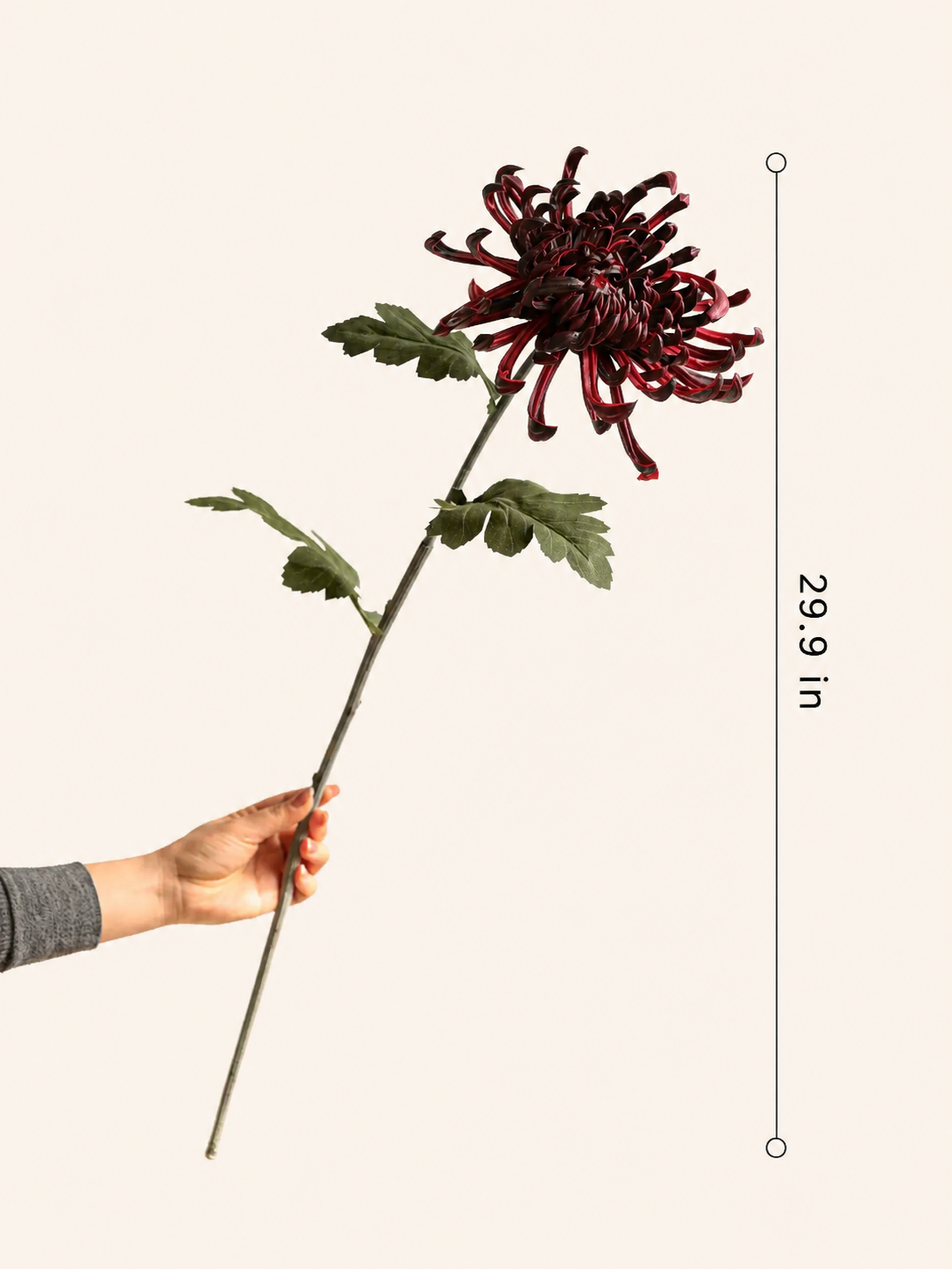 Heirloom Spider Chrysanthemum Stem – 29.9"