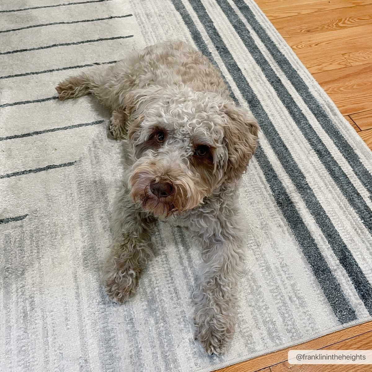 Thad Medium Gray Washable Area Rug