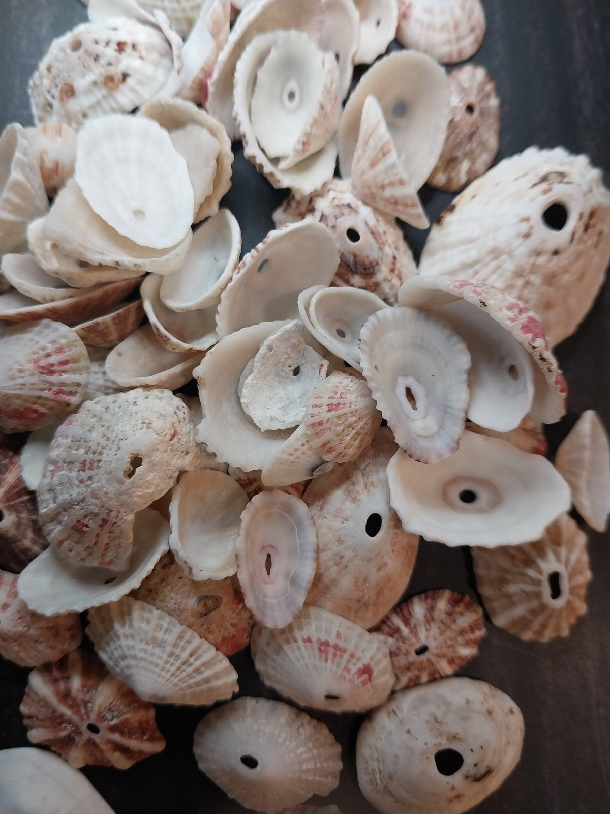 Rosy Keyhole Limpet Mix