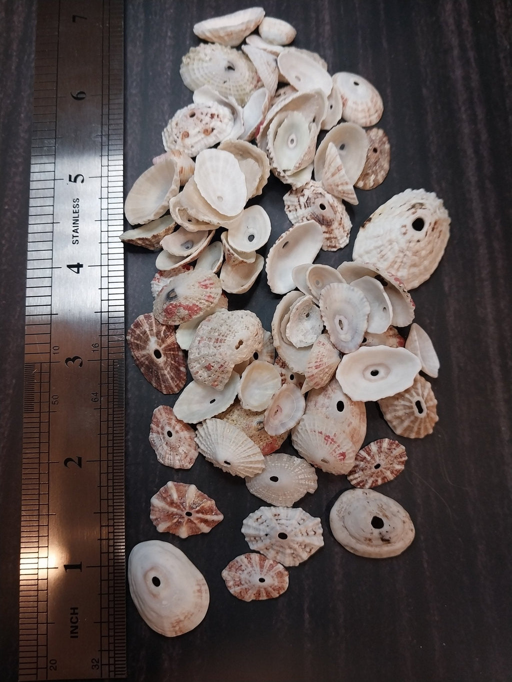 Rosy Keyhole Limpet Mix