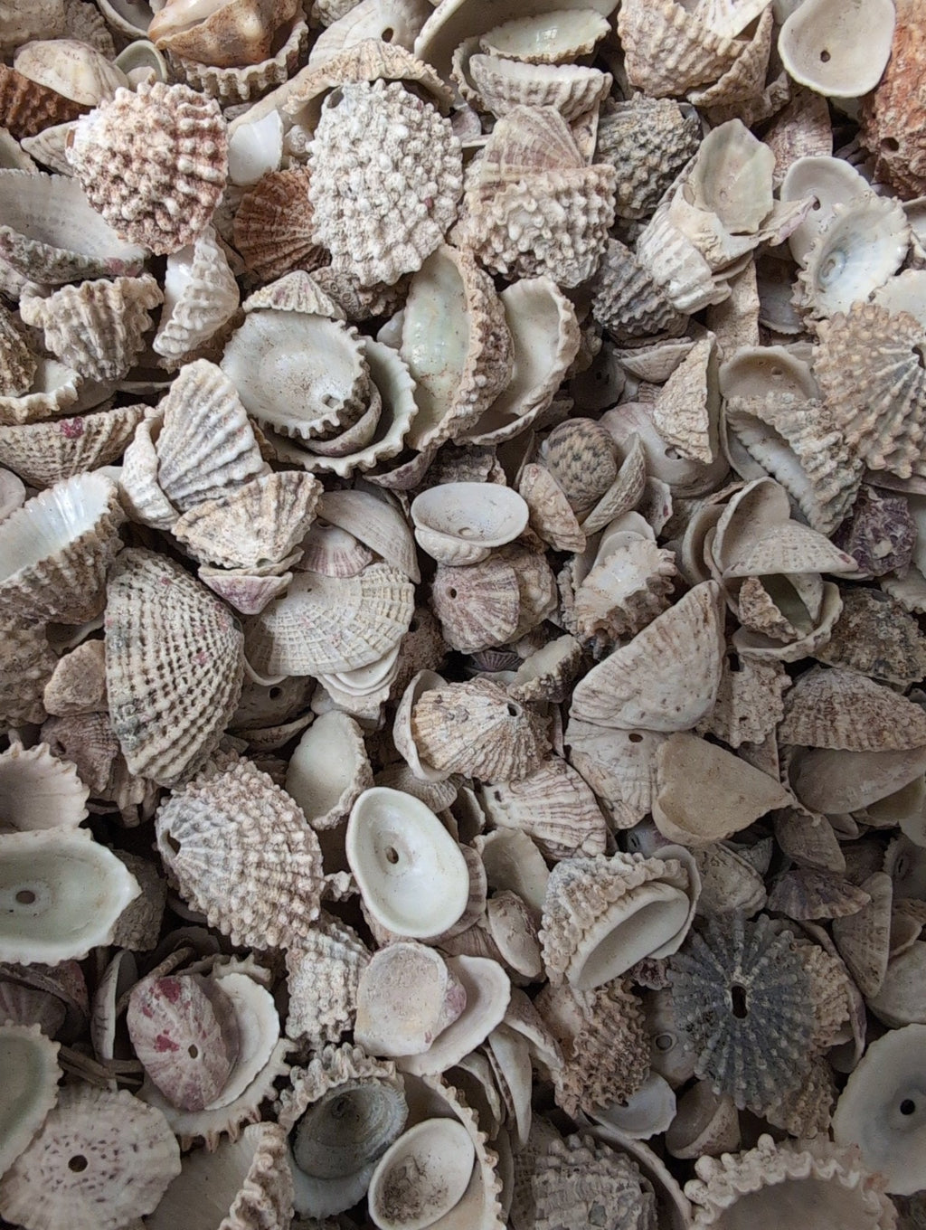 Rosy Keyhole Limpet Mix