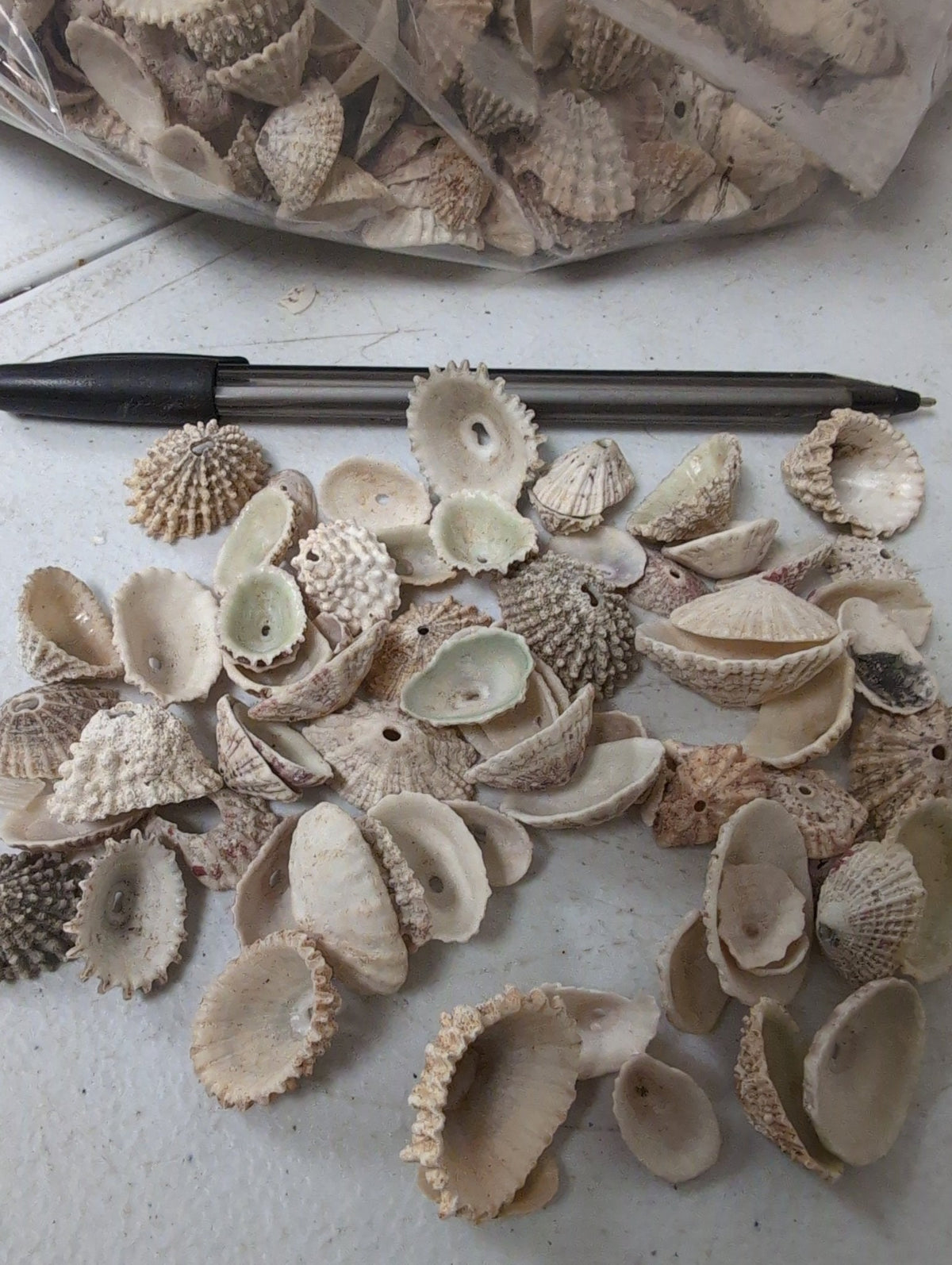 Rosy Keyhole Limpet Mix