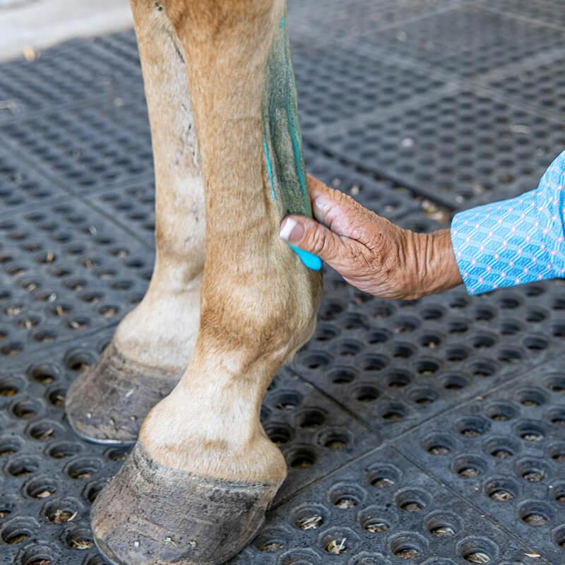 Vetericyn Equine Liniment Horse Muscle Joint Care Support 16 Oz.